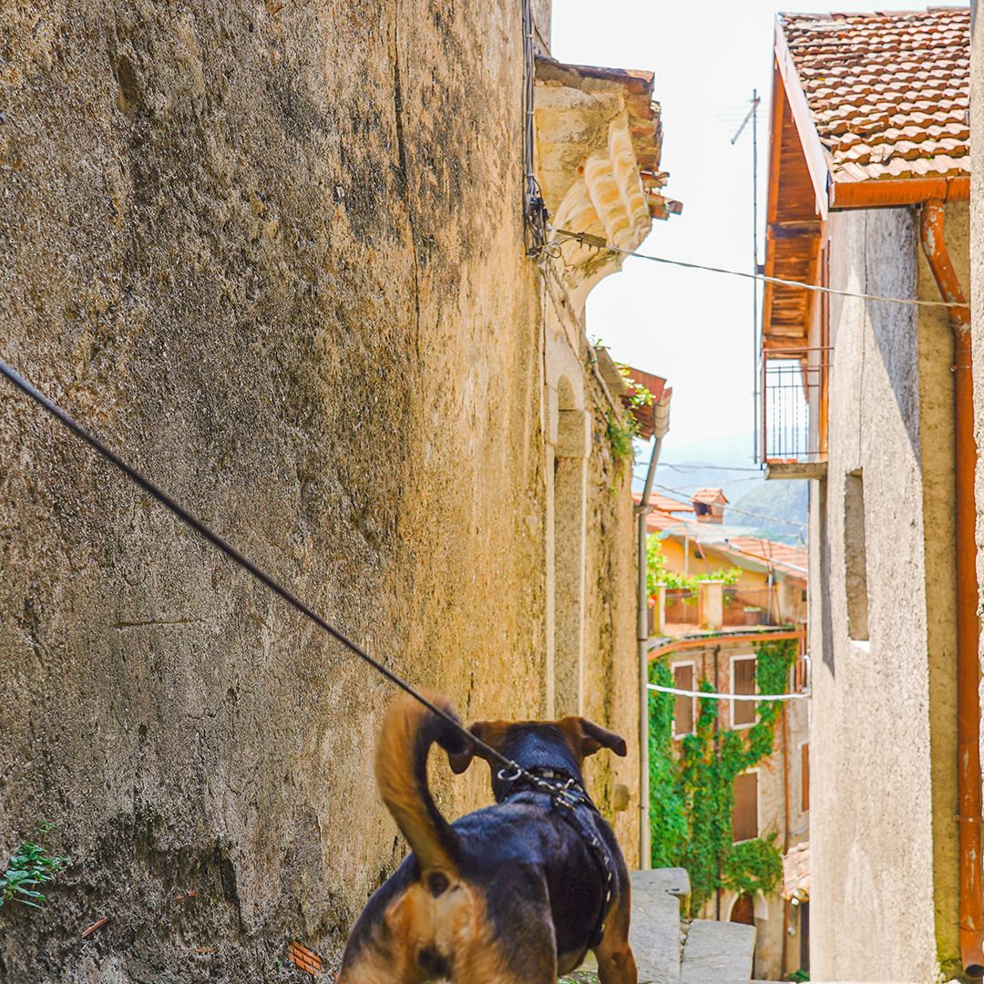 Vegan reisen mit Hund in Italien: Comer See