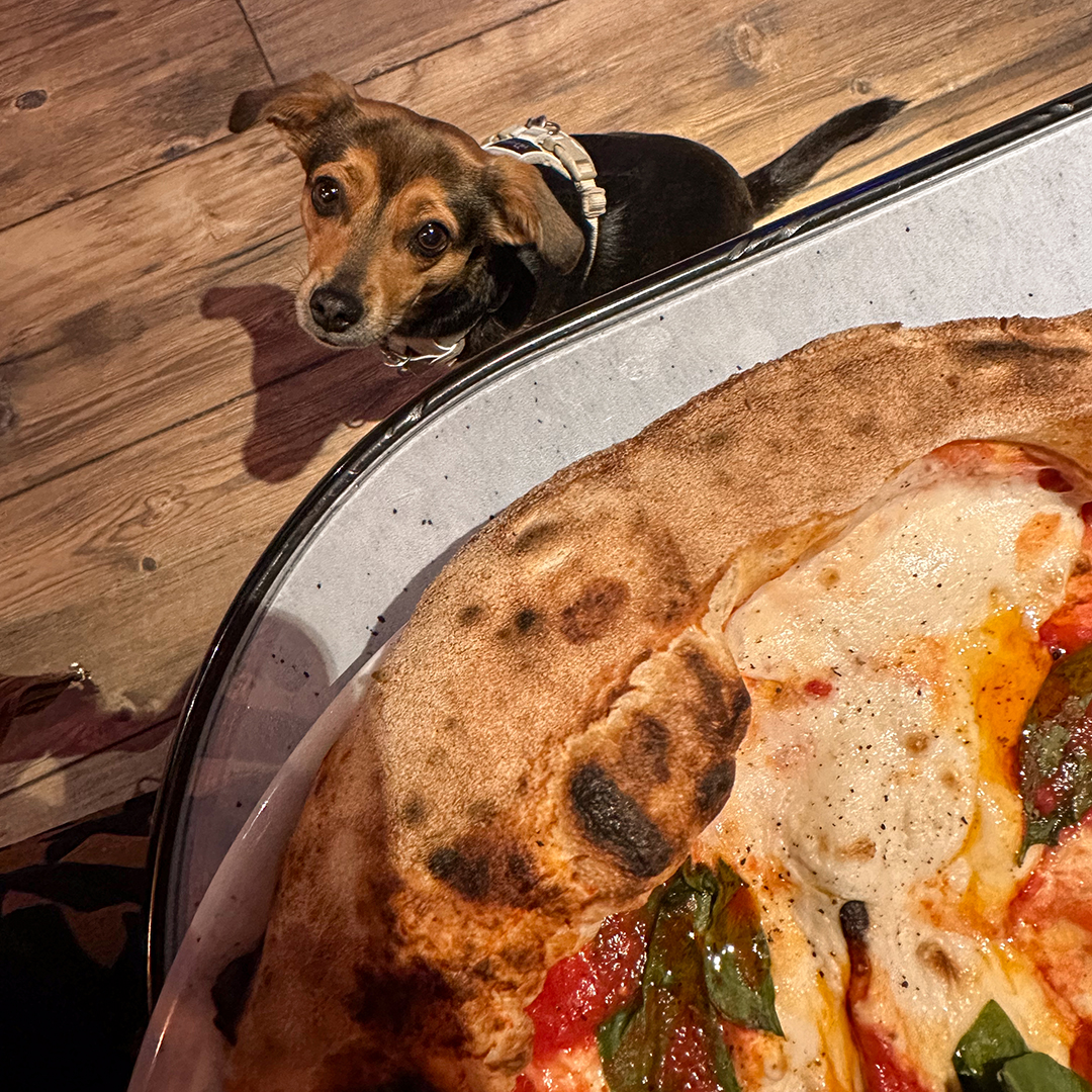 Parma ohne Schinken: Vegan und mit Hund durch Italiens kulinarische Hauptstadt