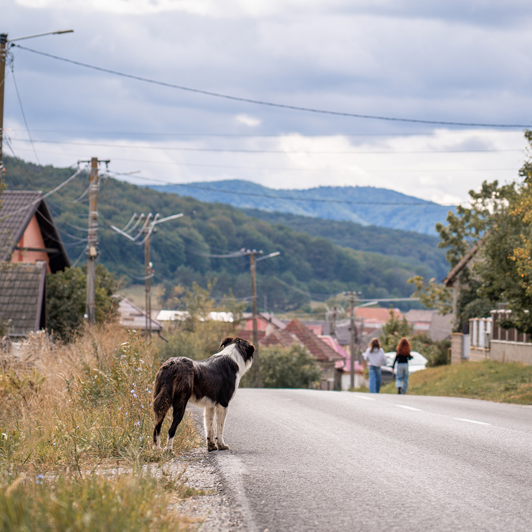 Tierschutz in Rumänien: Straßenhunde, Shelter und meine Erfahrungen vor Ort