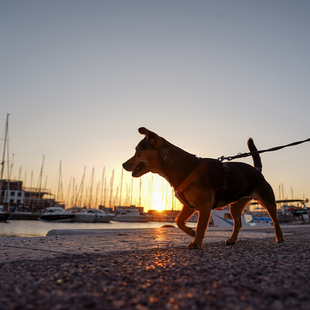 Triest mit Hund: veganer Roadtrip durch Italien nach Kroatien