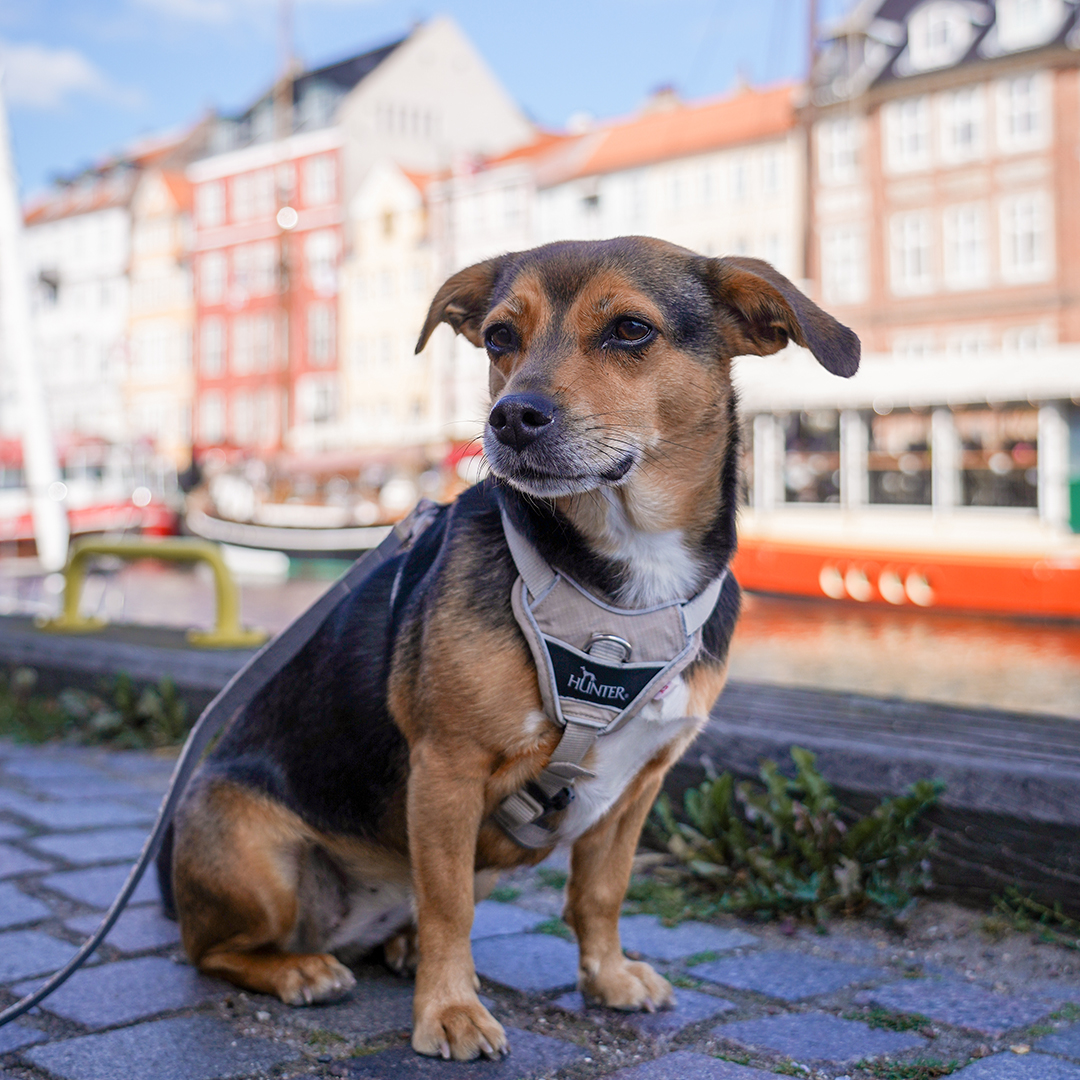Dänemark im Camper mit Hund: Vegan reisen zwischen Stadt, Meer und Natur